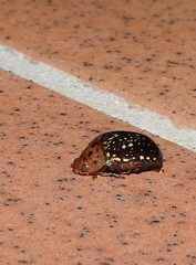 Paropsisterna cernua