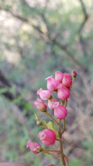 Comarostaphylis glaucescens