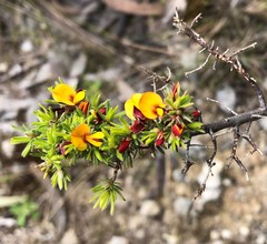 Pultenaea tenuifolia