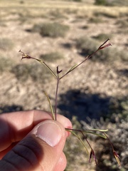 Dicranocarpus parviflorus