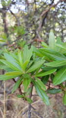 Comarostaphylis glaucescens