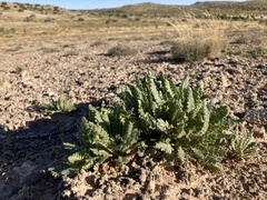 Phacelia sivinskii