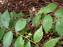 Sphyracephala brevicornis