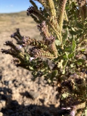 Phacelia sivinskii