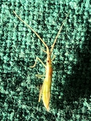 Dolichomiris linearis