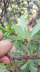 Comarostaphylis glaucescens