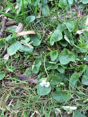 Viola pallens