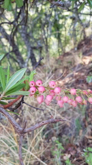 Comarostaphylis glaucescens