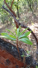 Comarostaphylis glaucescens