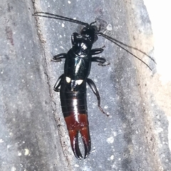 Labidurinae