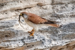Nankeen Kestrel photo 2
