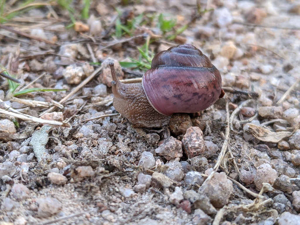 Mount Kaputar Woodland Snail