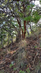 Comarostaphylis glaucescens