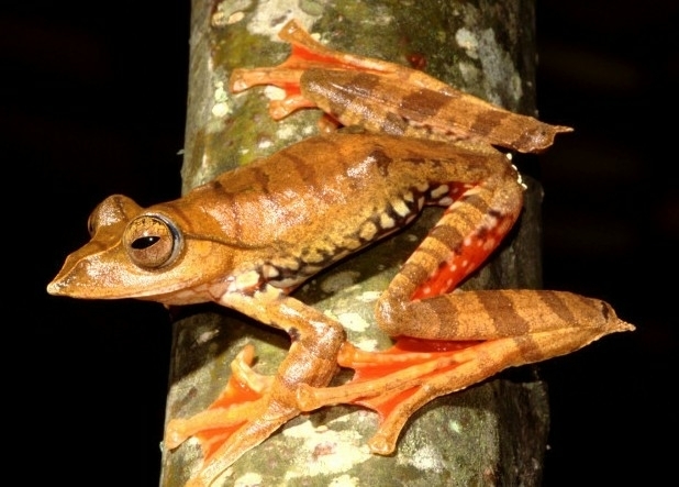 Cross-Barred Treefrog