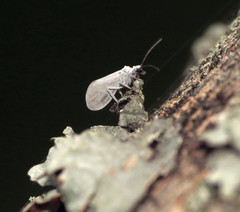 Coniopteryginae