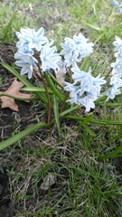 Puschkinia scilloides