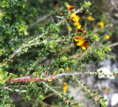Pultenaea densifolia