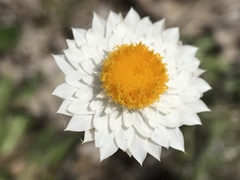 Leucochrysum albicans