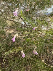 Chilopsis linearis