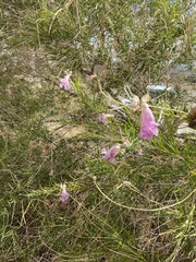 Chilopsis linearis