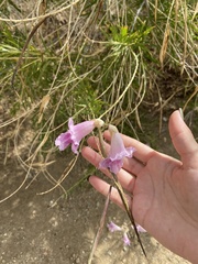 Chilopsis linearis
