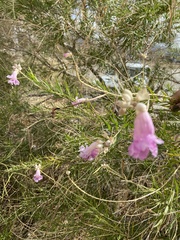 Chilopsis linearis