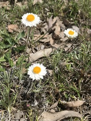 Leucochrysum albicans