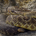 Oaxacan Black-tailed Rattlesnake - Photo (c) Max Contreras, some rights reserved (CC BY-NC), uploaded by Max Contreras