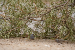 Zonotrichia leucophrys