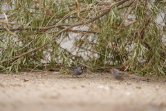 Zonotrichia leucophrys