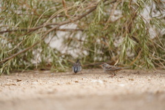 Zonotrichia leucophrys