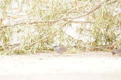 Zonotrichia leucophrys