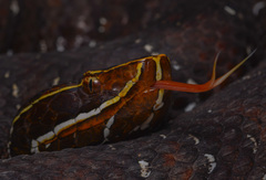Agkistrodon russeolus