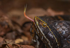 Agkistrodon russeolus