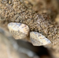 Bembicium