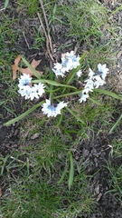 Puschkinia scilloides