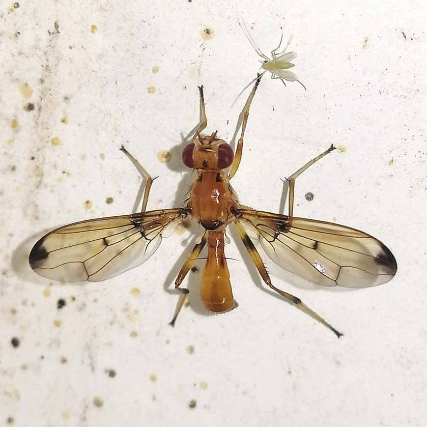 Odontomera
