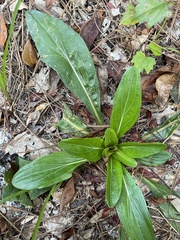 Carphephorus odoratissimus
