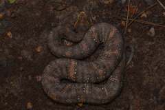 Agkistrodon russeolus