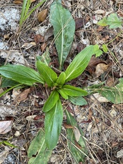 Carphephorus odoratissimus