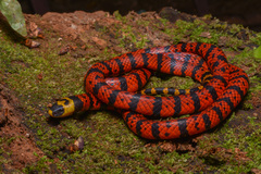 Micrurus diastema apiatus