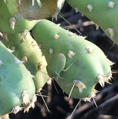 Chlorochroa opuntiae