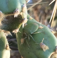 Chlorochroa opuntiae