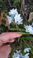 Puschkinia scilloides