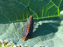 Eichlinia grande