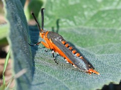 Eichlinia grande