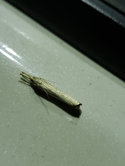 Agriphila straminella