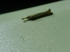 Agriphila straminella