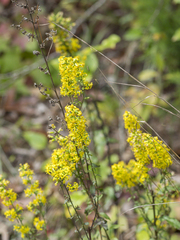 Solidago puberula pulverulenta