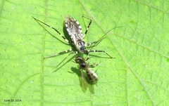 Sphedanolestes impressicollis